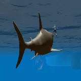 Megalodon